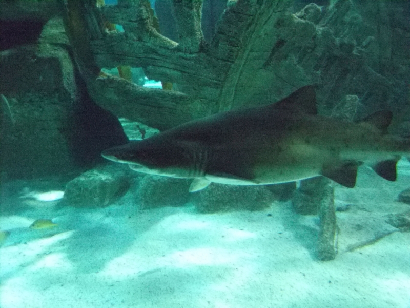 Неделя в Стамбуле ранней весной – март 2013.