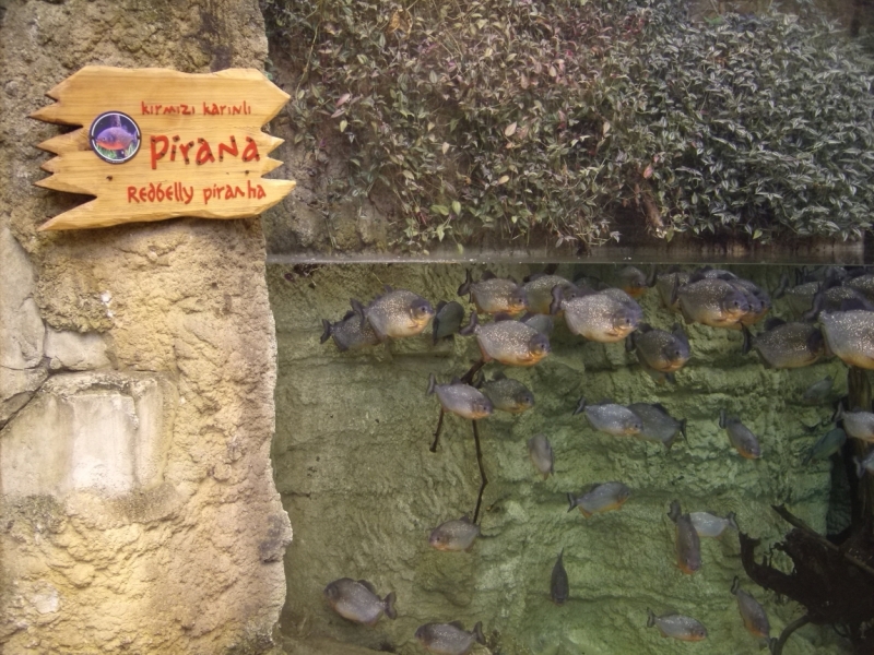 Неделя в Стамбуле ранней весной – март 2013.