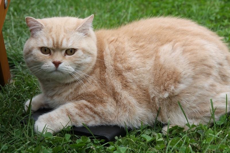 Поговорим о кошках 29