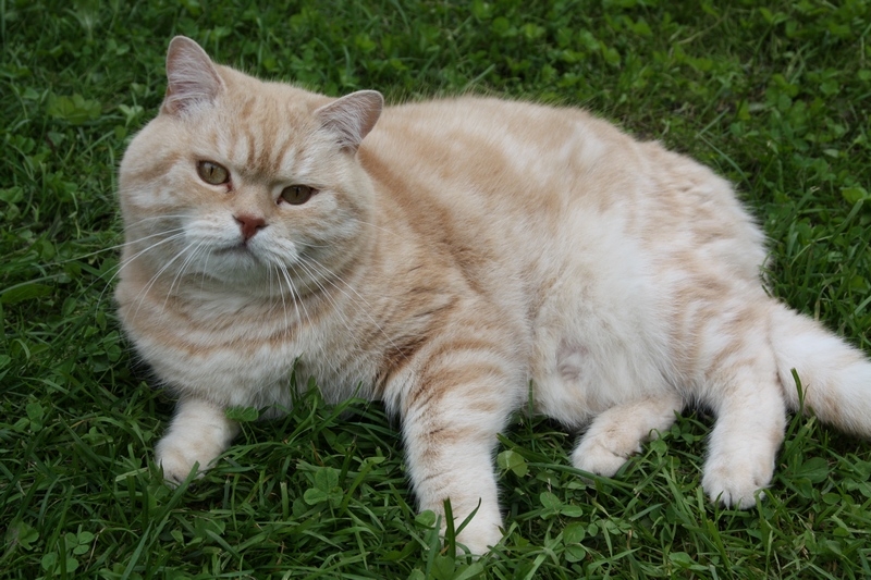 Поговорим о кошках 29