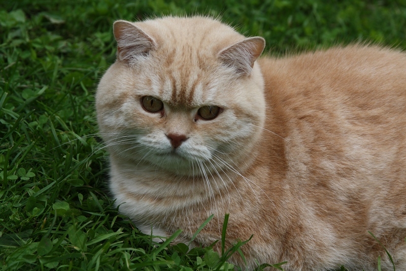 Поговорим о кошках 29