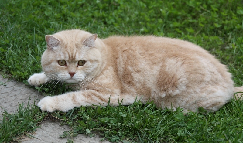 Поговорим о кошках 29