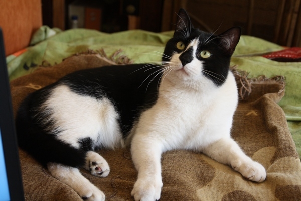 Поговорим о кошках 29