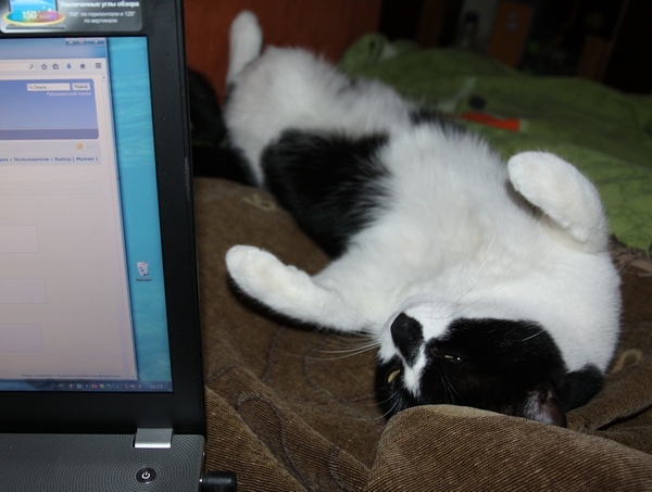 Поговорим о кошках 29