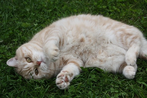 Поговорим о кошках 29