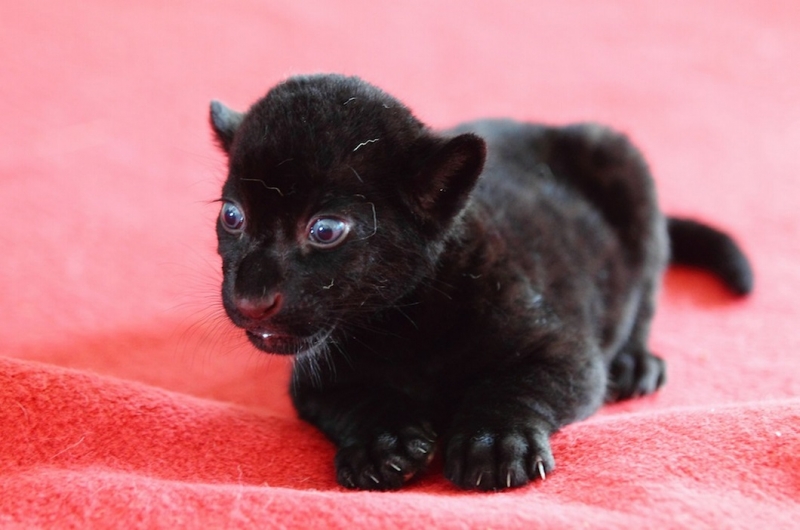 Поговорим о кошках 29