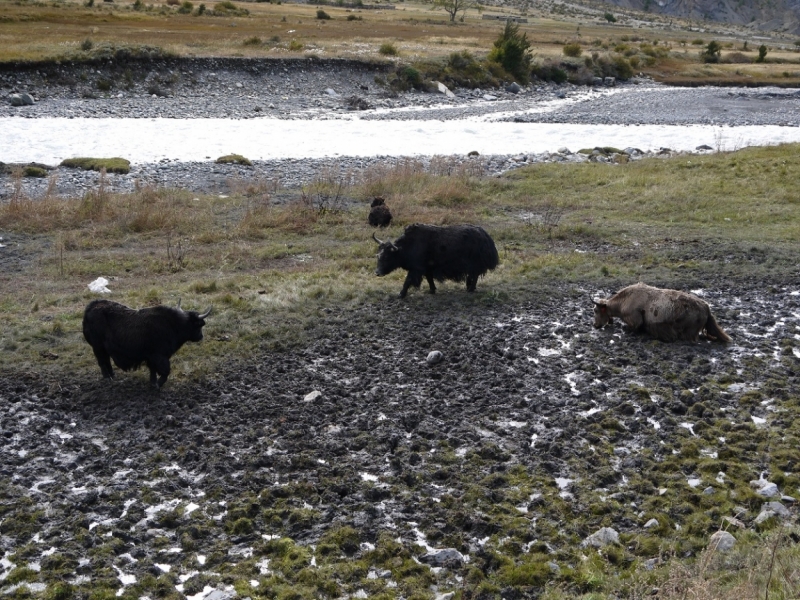 Кольцо Аннапурны (из Бессисахара до Покхары) или In the Big Rock Candy Mountains