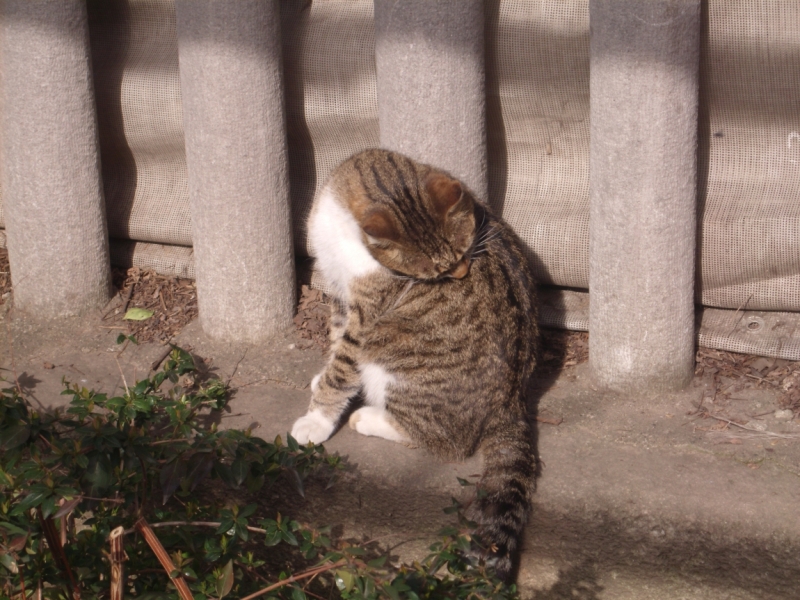 Неделя в Стамбуле ранней весной – март 2013.