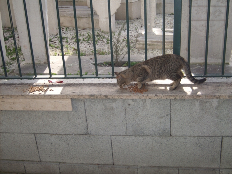 Неделя в Стамбуле ранней весной – март 2013.