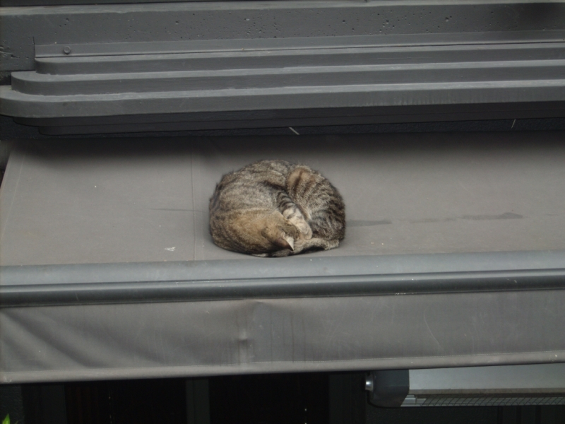 Неделя в Стамбуле ранней весной – март 2013.