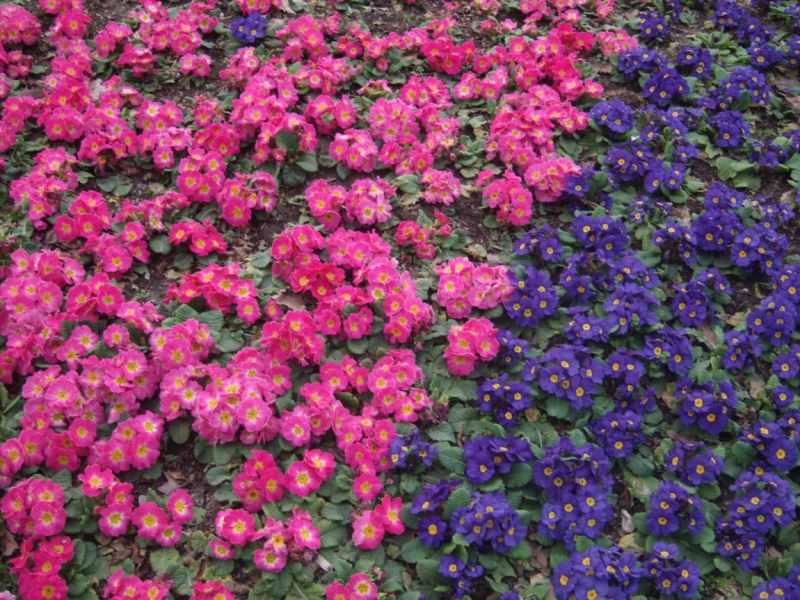 Неделя в Стамбуле ранней весной – март 2013.