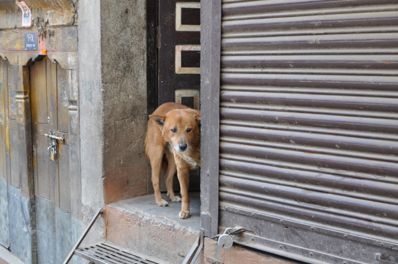 Полукружье Аннапурны в марте