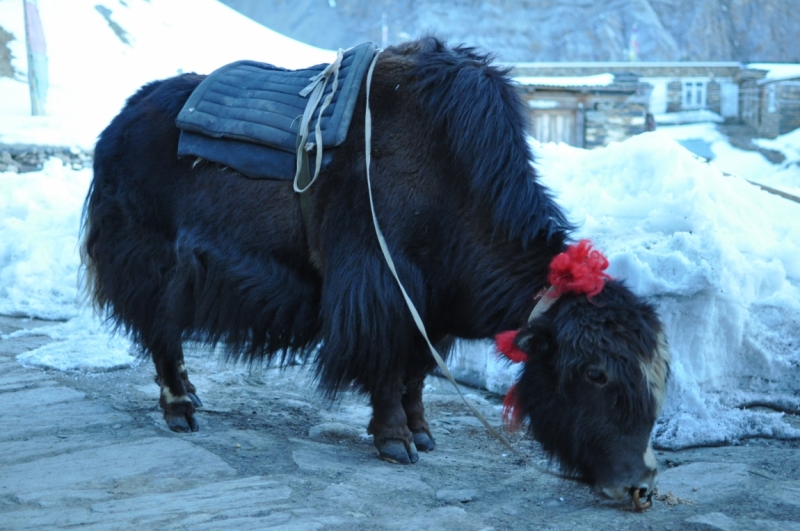 Полукружье Аннапурны в марте