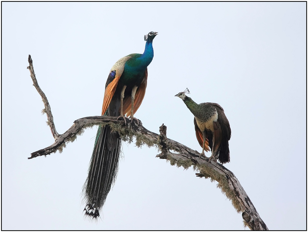 Птицы шри ланки. Птицы Коха Шри Ланка. Блю Маглин птица Шри Ланка. Национальная птица Шри Ланки. Парк птиц Шри Ланка.