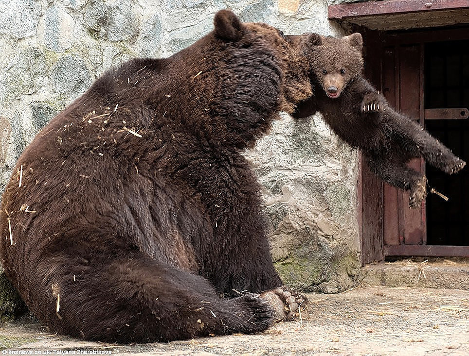 Какой медведь сильнее. Медведица. Вонючий медведь. Медведь несет. Медведица воспитывает медвежонка.