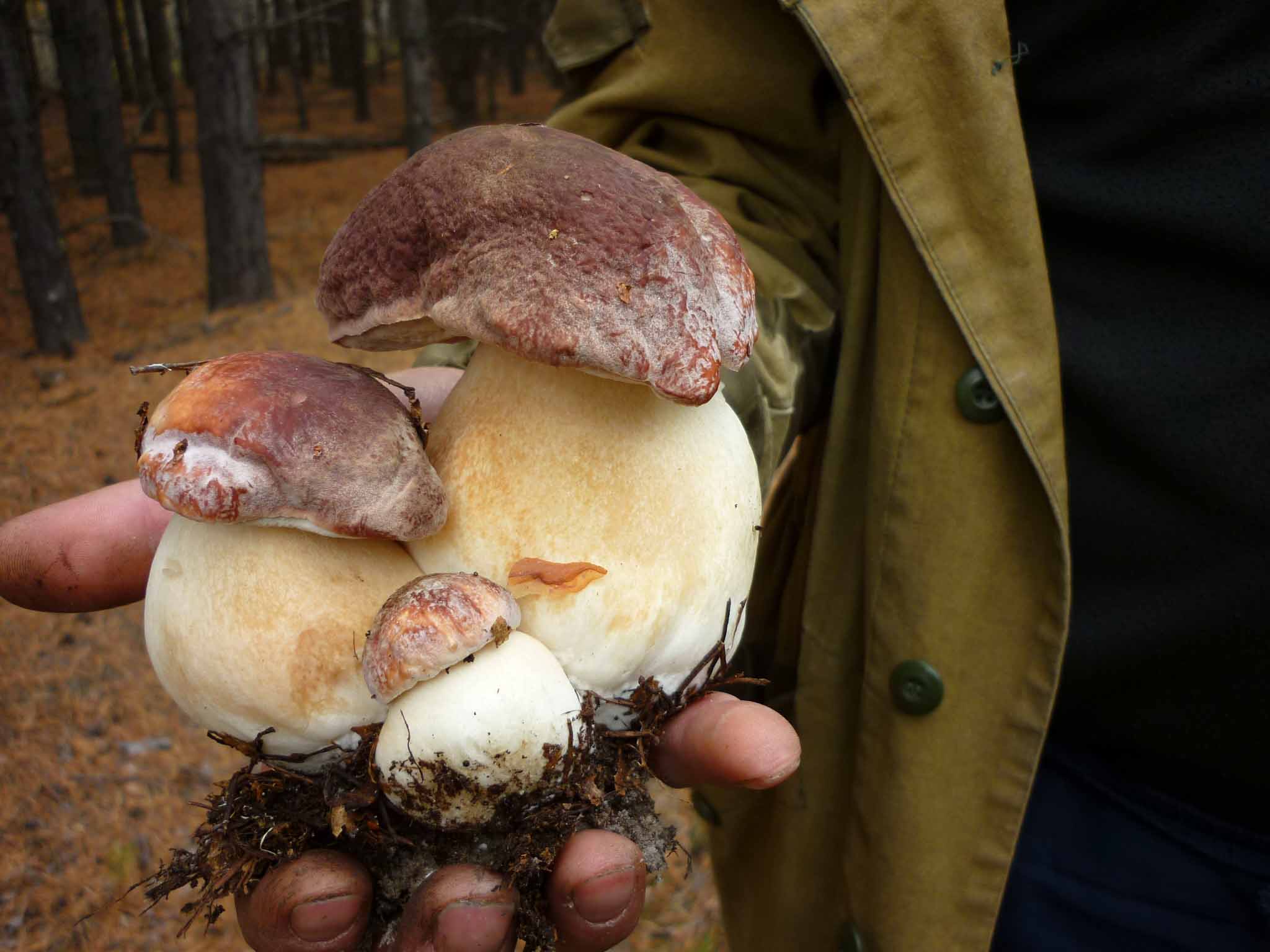 Когда растут белые грибы