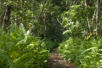 Josani Forest, Zanzibar