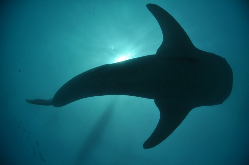 Китовые акулы