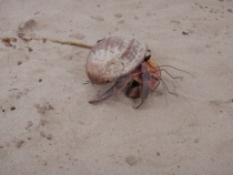 рак отшельник на Симилан