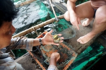 Фукок. Рыбная ферма.