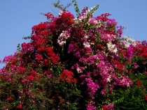 Цветы Пальмитоса