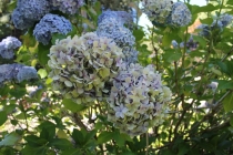 Ботанический парк в Christchurch