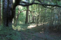 Te Anau and Milford Sound