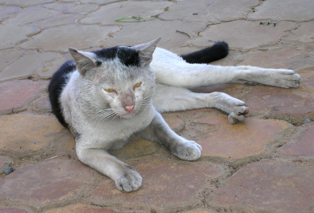 Помоечный кот картинка