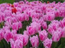 тюльпашки-эмиргашки