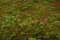 27 Дней по западу США на Мустанге