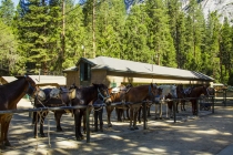 27 Дней по западу США на Мустанге