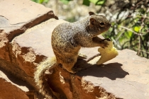 27 Дней по западу США на Мустанге