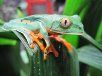 Коста Рика -квакша в парке Катаратас Ла Пас