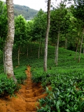 tea nuvara eliya lumix4