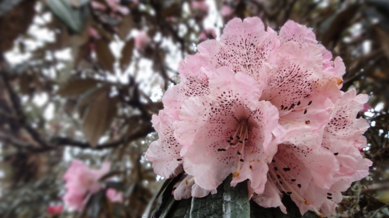 Рододендроны