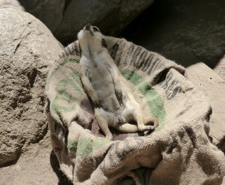 Сурикат на отдыхе