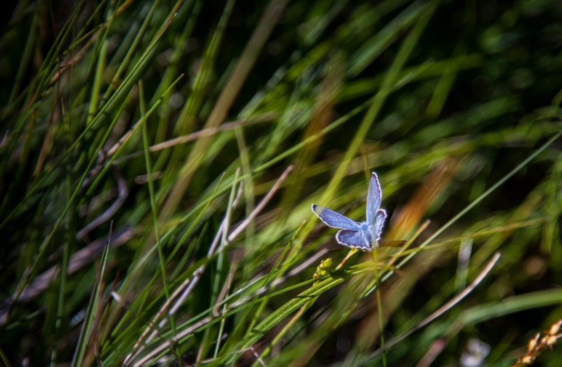 Цветущая Норвегия, 2014