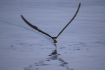 водорез