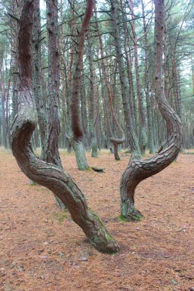 Куршская коса