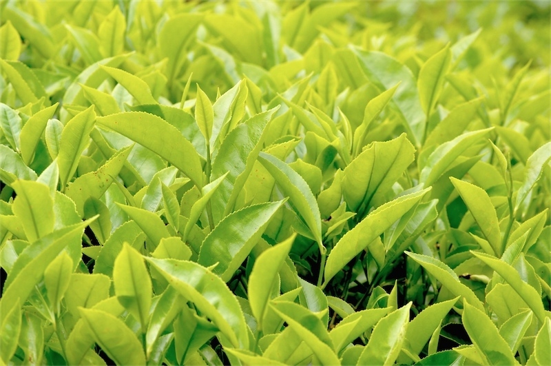 чайные плантации