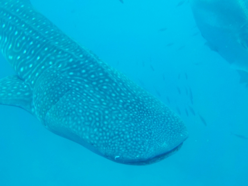 китовые акулы