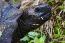 Грустная слоновая черепаха