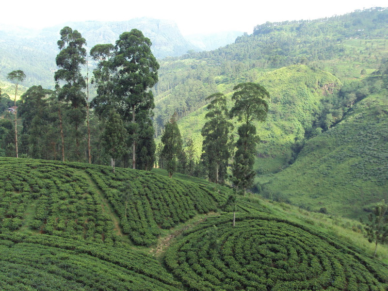 Talawakelle tea plantations...