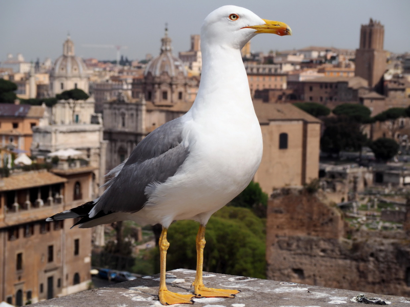 Клуша на вьюпоинте