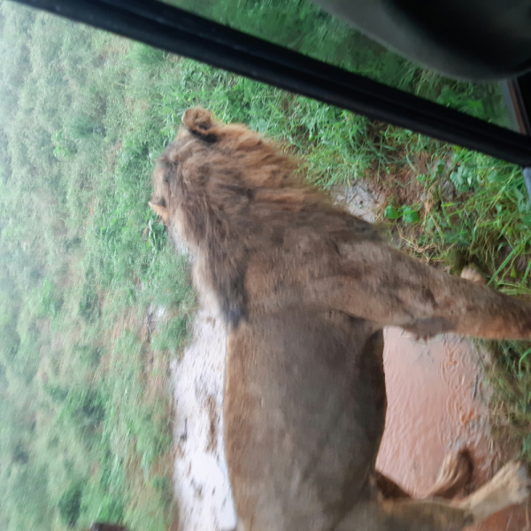 Кения.Сафари в Цаво.Пляжный отдых в отеле Малинди Момбаса.