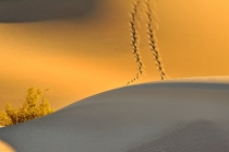 DUNES