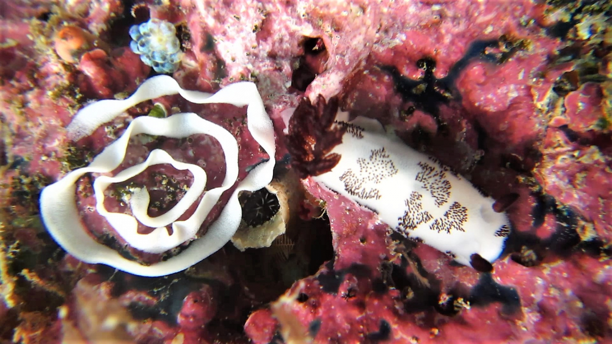 R4: Waigeo, Wayag, Manyaifun, Piaynemo, Arborek, Batanta, Misool (2017г. + 2018г. + 2019г.) R4: Waigeo, Wayag, Manyaifun, Piaynemo, Arborek, Batanta, Misool (2017г. + 2018г. + 2019г.)