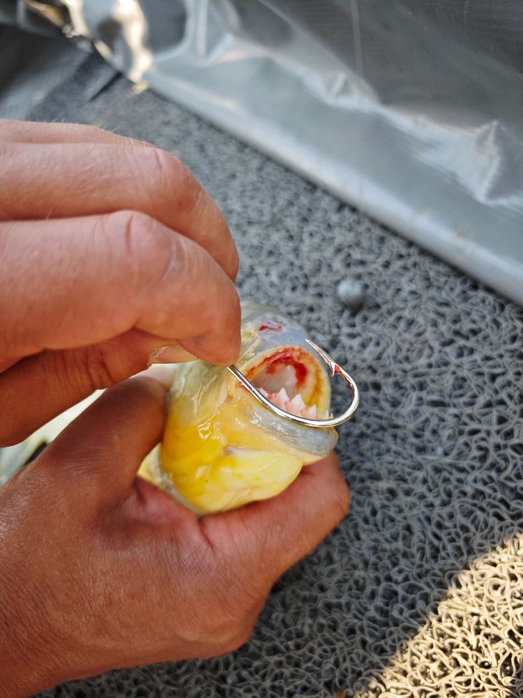 Улиткины в Бразилии - лето 2024 (обновление)