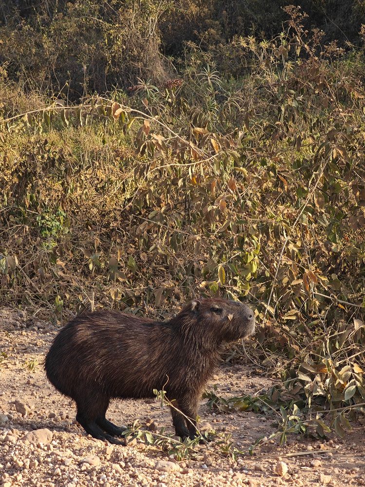 Улиткины в Бразилии - лето 2024 (обновление)