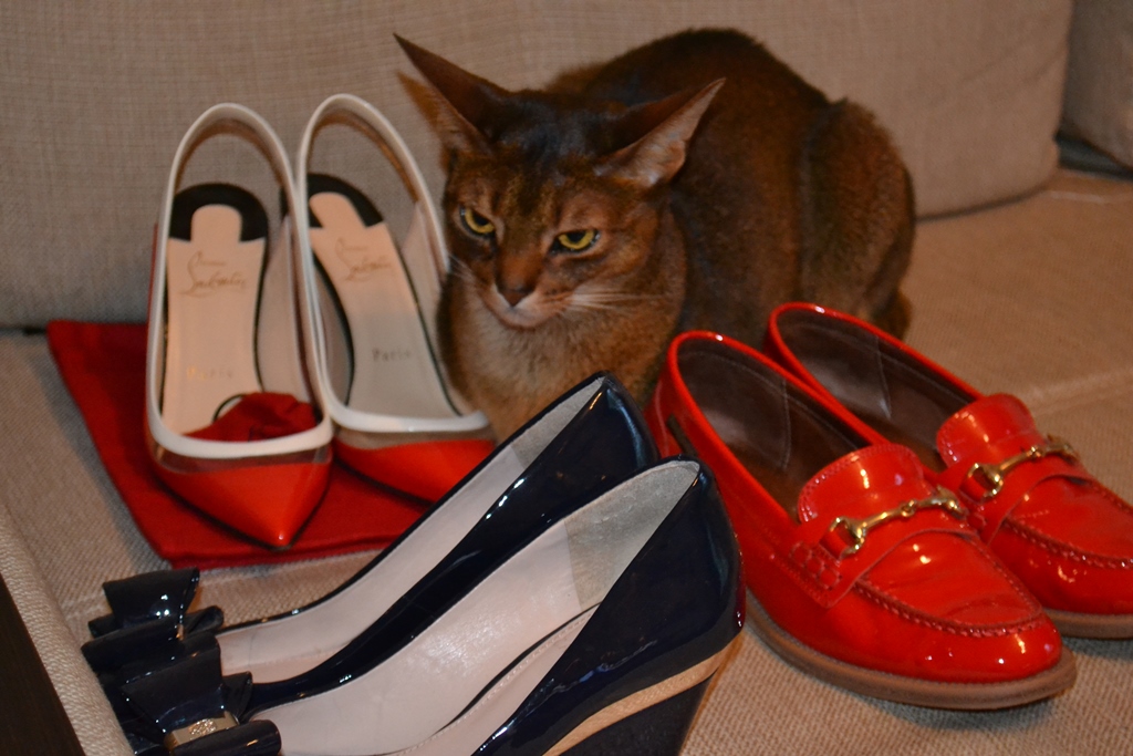 Поговорим о кошках34